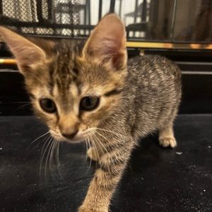 Meet your Posher, Ali